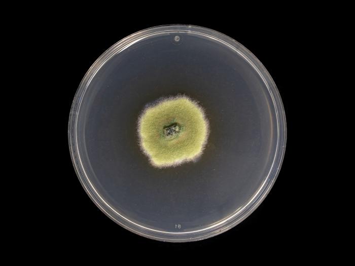 Godronia_cassandrae_2