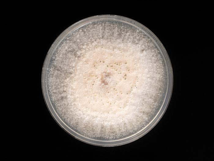 Neocosmospora_phaseoli_3