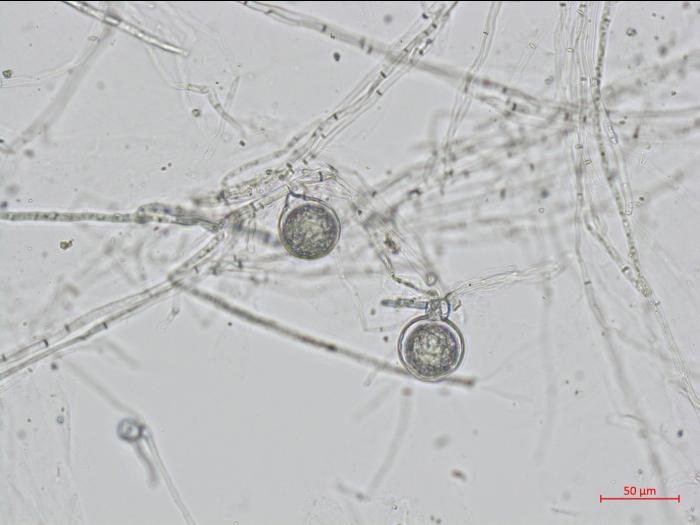 Phytophthora_sojae_1