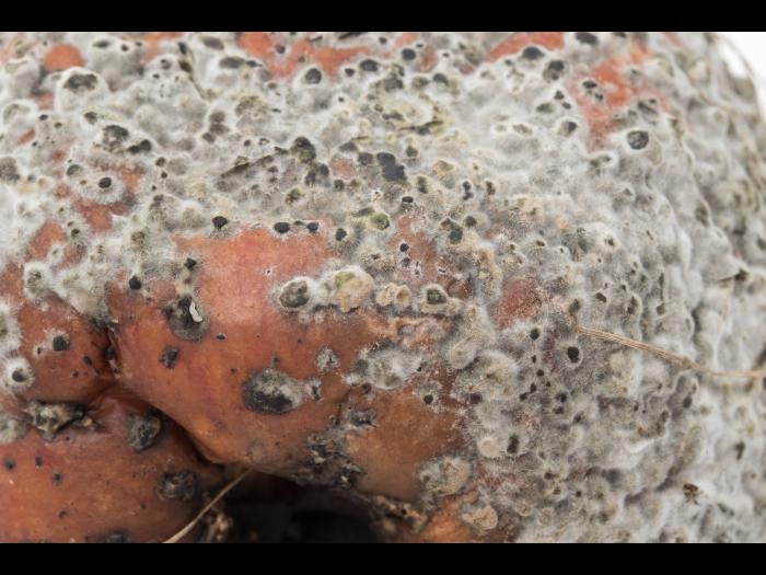 Monilinia polystroma