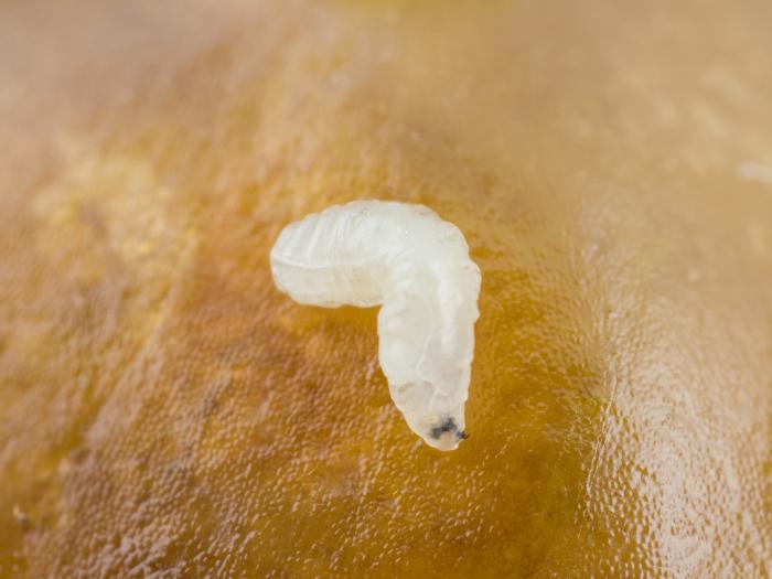 Rhagoletis striatella