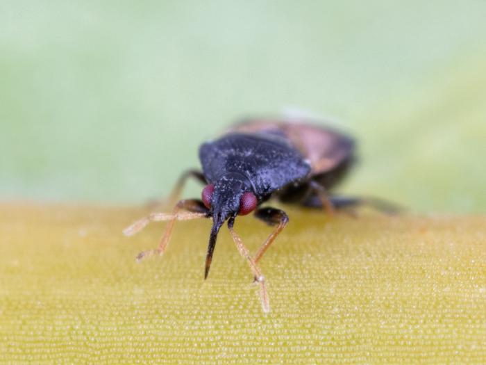 Orius insidiosus