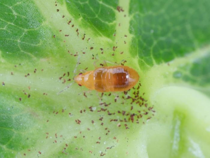 Orius tristicolor