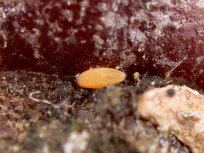 Psylle du pommier (Cacopsylla mali)