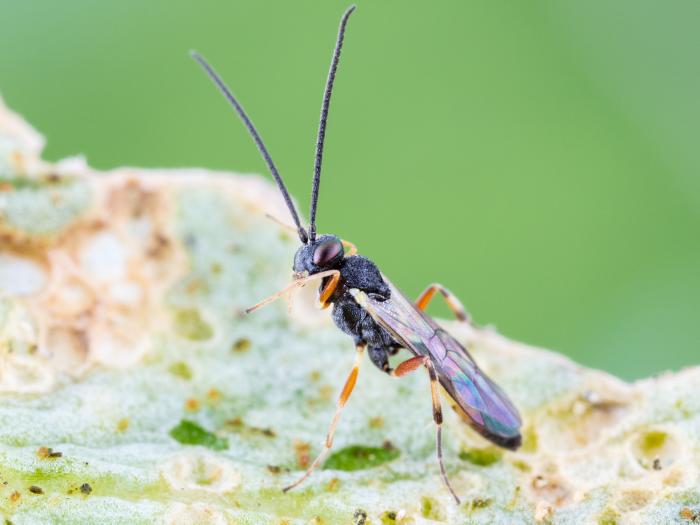 Diadegma insulare