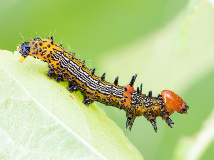 Chenille à bosse rouge (Schizura concinna)