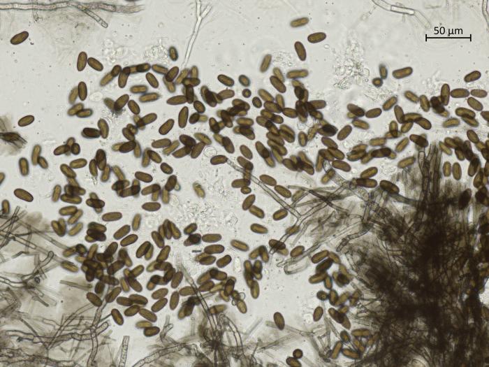 Diplodia_seriata_12