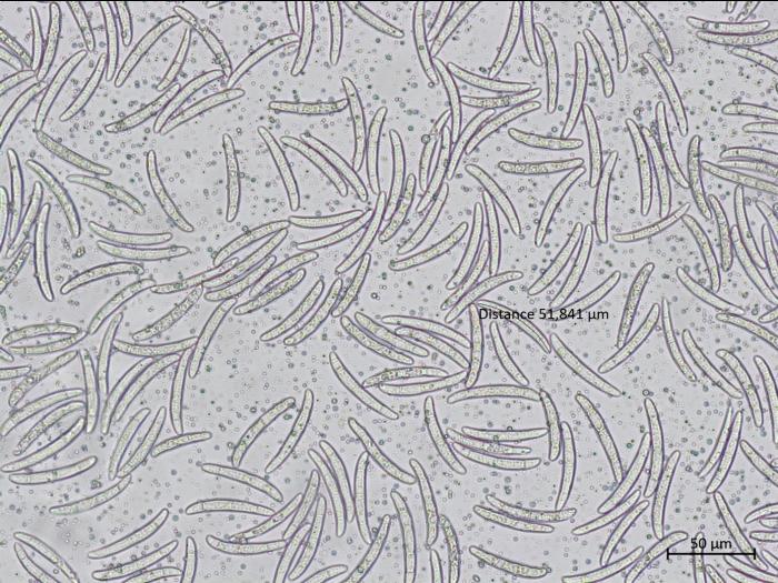 Thelonectria_veuillotiana_2