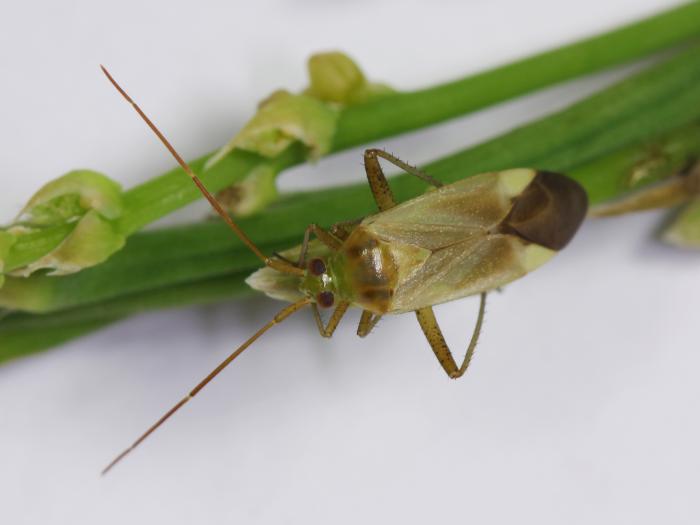 Capside de la luzerne (Adelphocoris lineolatus)