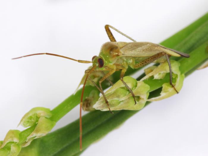 Capside de la luzerne (Adelphocoris lineolatus)