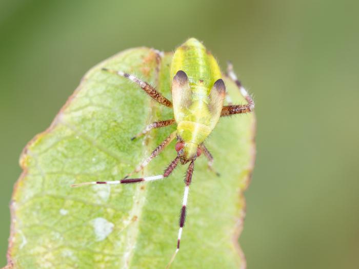 Taedia scrupea