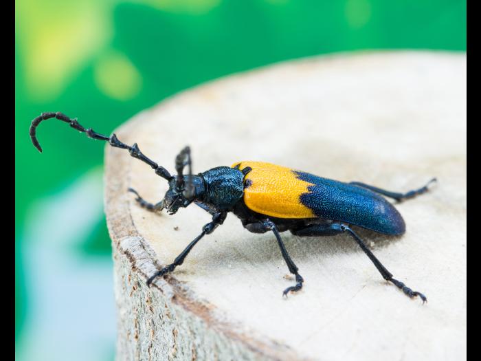 Desmocère à manteau (Desmocerus palliatus)