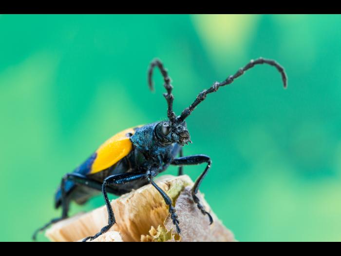 Desmocère à manteau (Desmocerus palliatus)