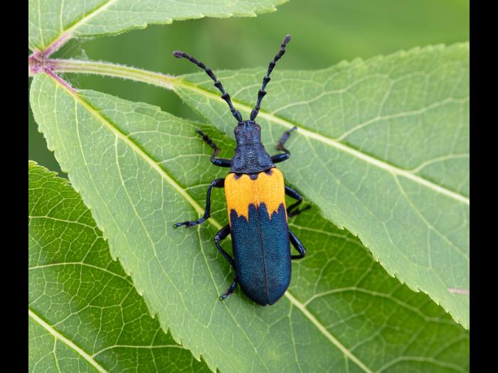 Desmocère à manteau (Desmocerus palliatus)