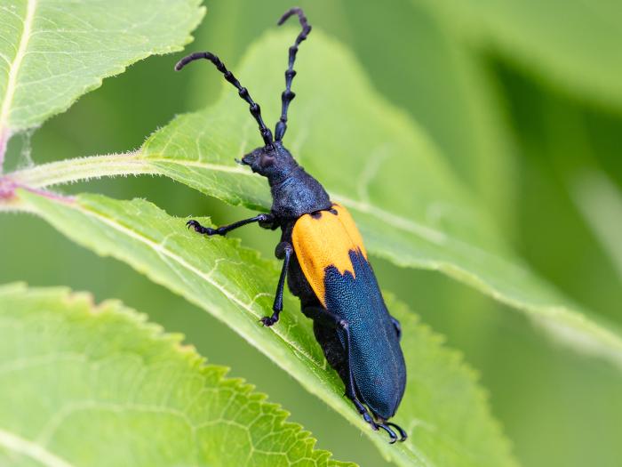 Desmocère à manteau (Desmocerus palliatus)