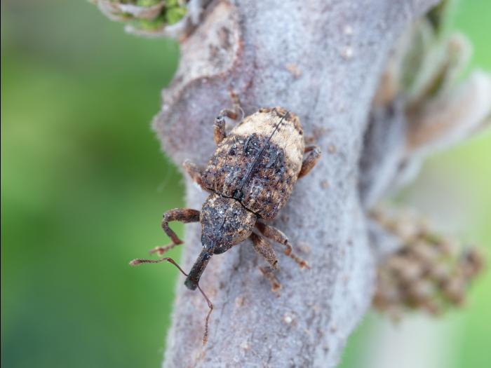Charançon du noyer (Conotrachelus juglandis)