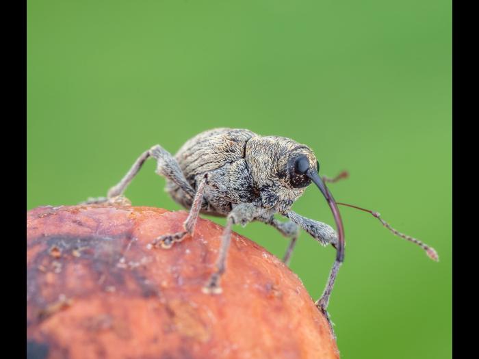 Charançon des noisetiers (Curculio obtusus)