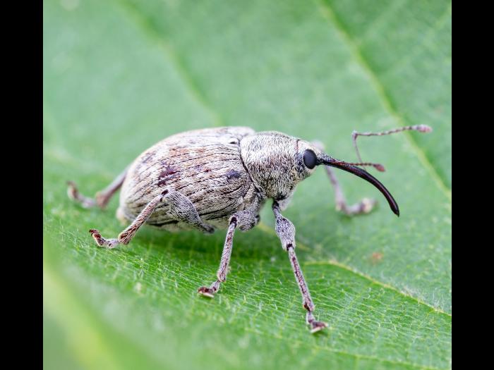 Charançon des noisetiers (Curculio obtusus)