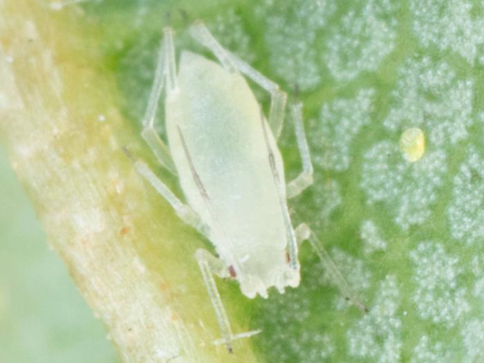 Puceron du houblon (Phorodon humuli)
