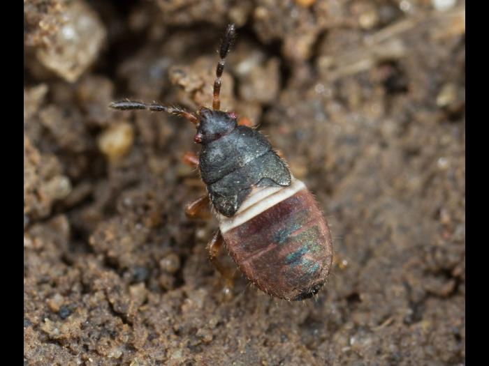 Punaise velue (Blissus leucopterus hirtus)