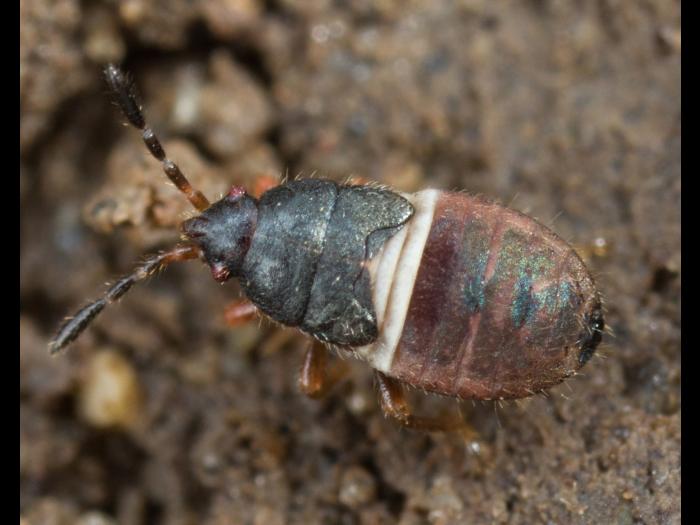 Punaise velue (Blissus leucopterus hirtus)