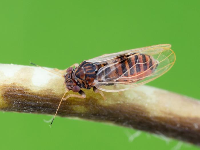 Psylle du poirier (Cacopsylla pyricola)