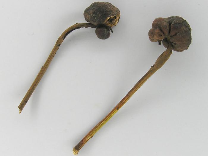 Ptéromale galligène (Hemadas nubilipennis)