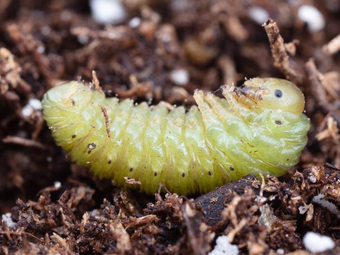 Tenthrède du sureau (Macrophya epinota)