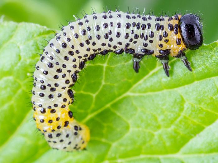 Némate du groseillier (Nematus ribesii)