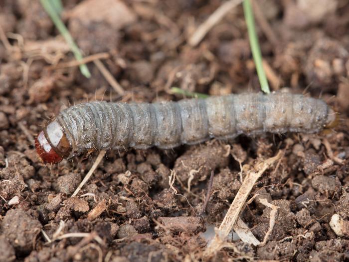 Ver-gris vitreux (Apamea devastator)
