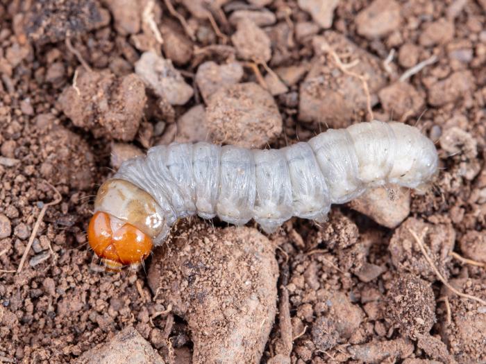 Agrile des gadelliers (Agrilus ribesi)