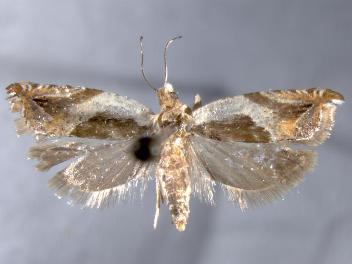 Tordeuse du fraisier (Ancylis comptana)