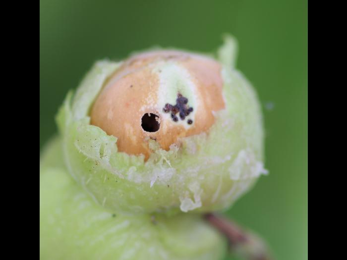 Charançon des noisetiers (Curculio obtusus)