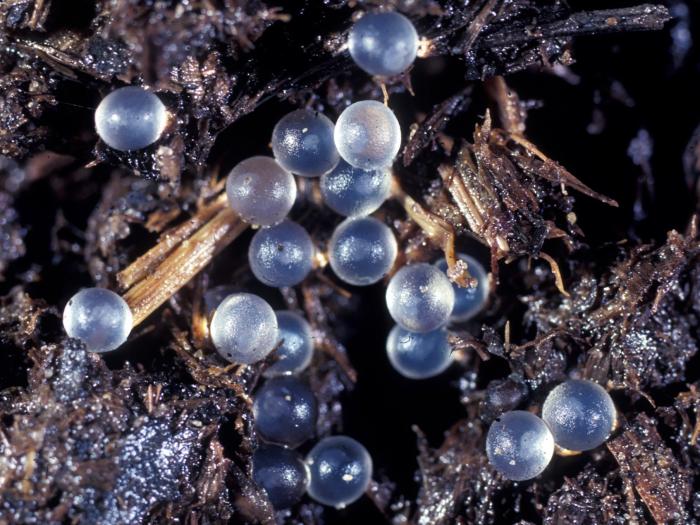 Limaces