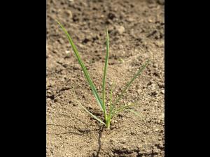 Ivraie vivace (Lolium perenne)_1