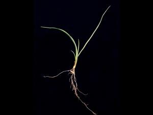 Ivraie vivace (Lolium perenne)_2