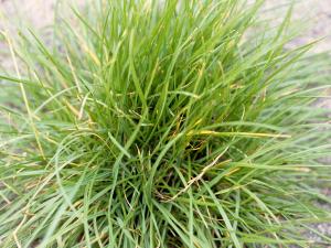 Ivraie vivace (Lolium perenne)_3