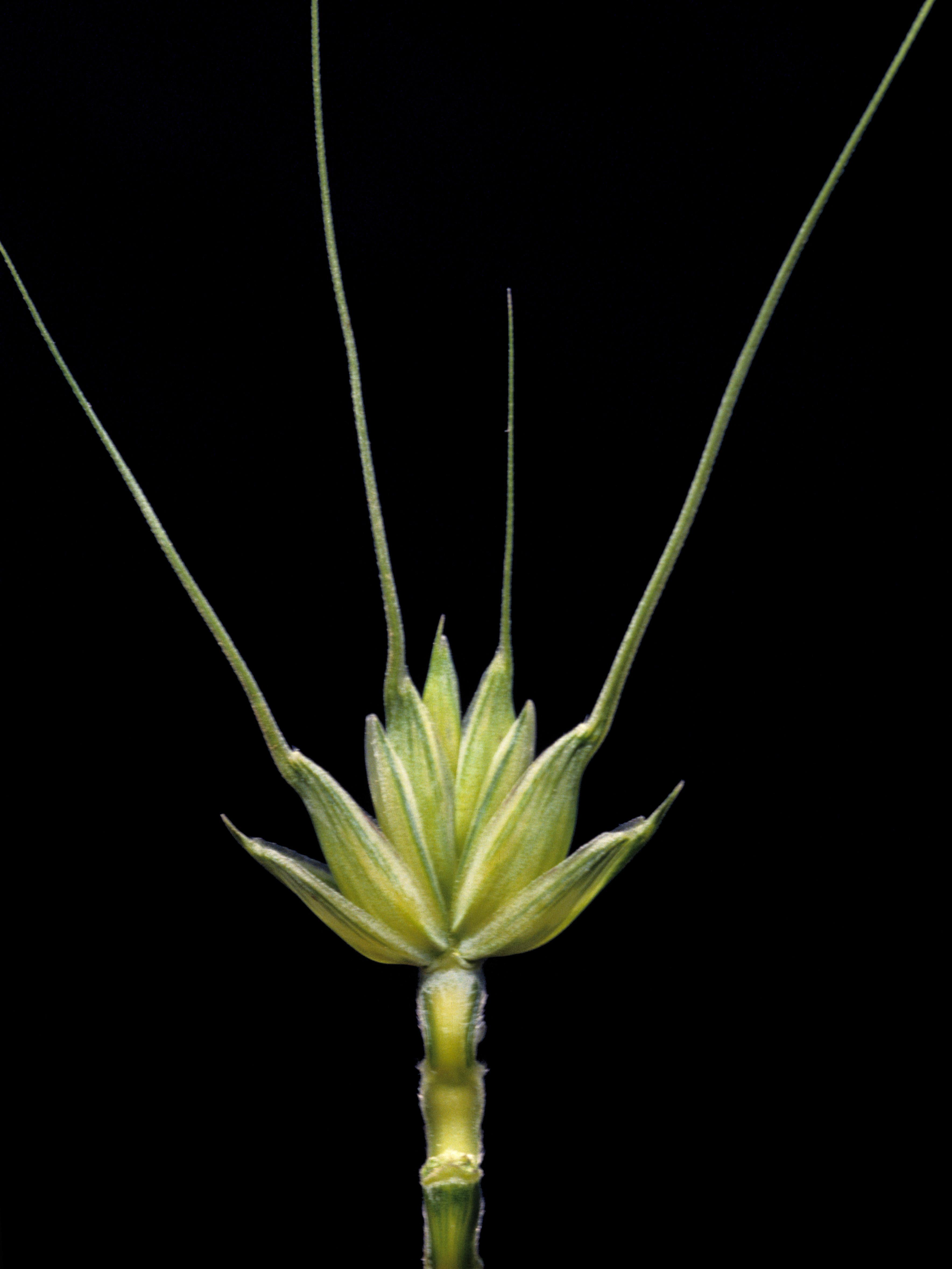 Blé commun(Triticum aestivum)_2