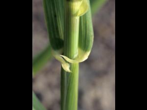 Orge commun (Hordeum vulgare)_1