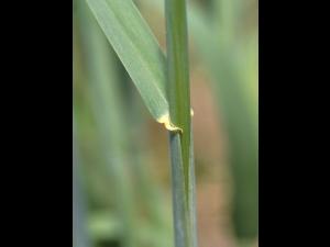 Seigle commun (Secale cereale)_2