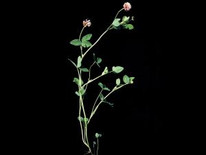 Trèfle alsike(Trifolium hybridum)_1