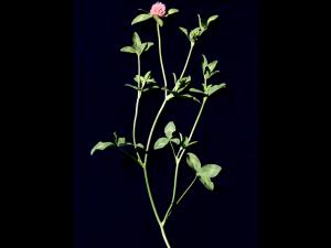 Trèfle rouge(Trifolium pratense)_1