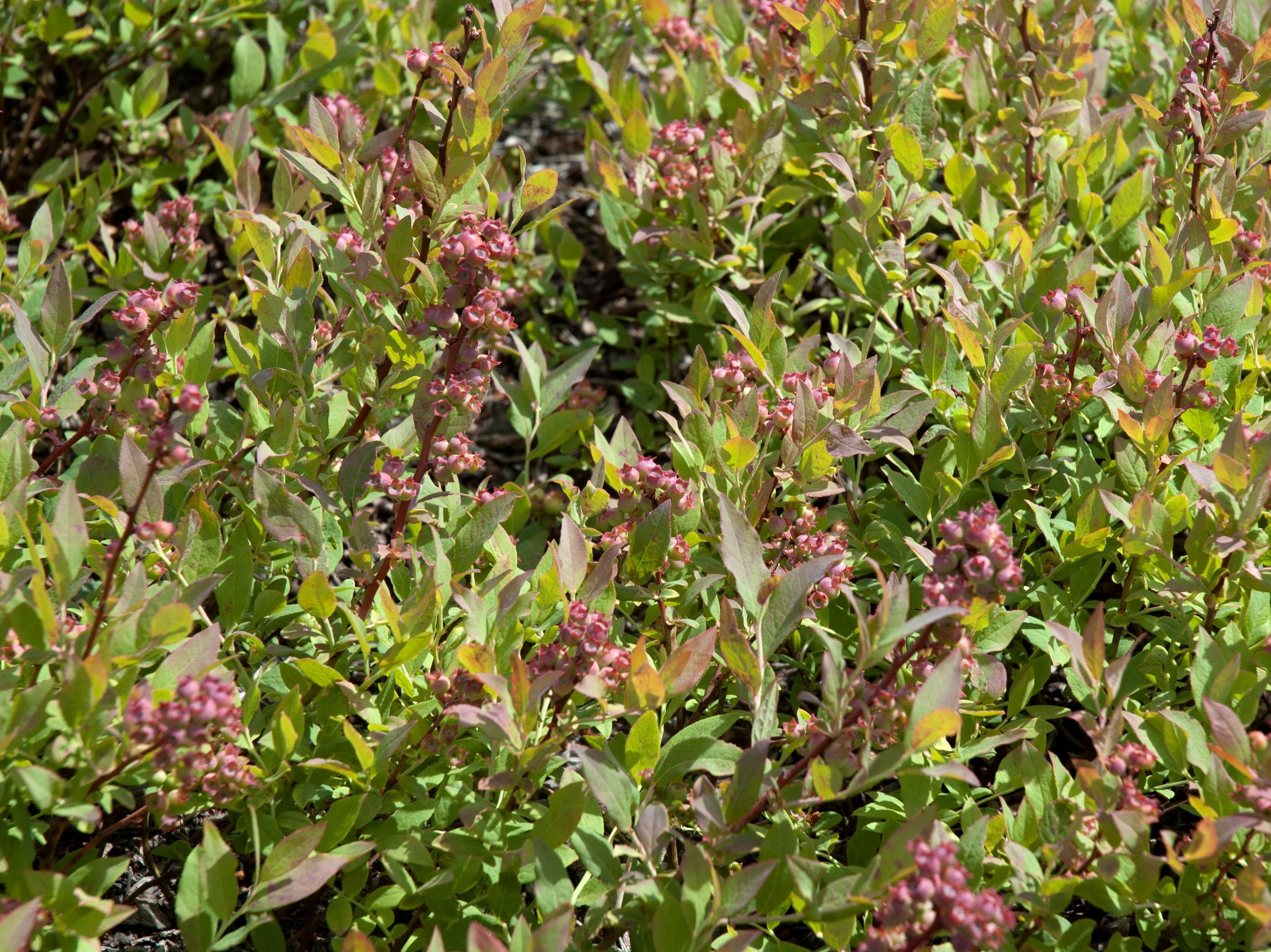 Bleuet feuilles étroites(Vaccinium angustifolium)_1