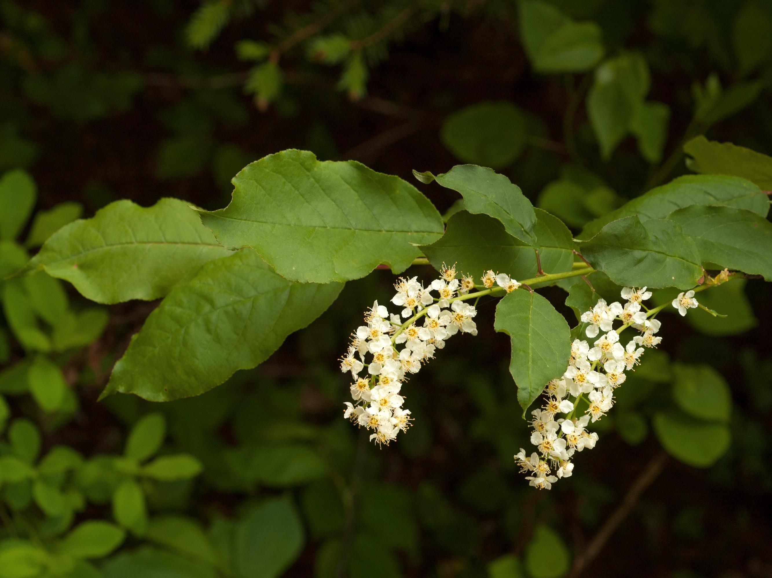 Cerisier Virginie(Prunus virginiana)_1