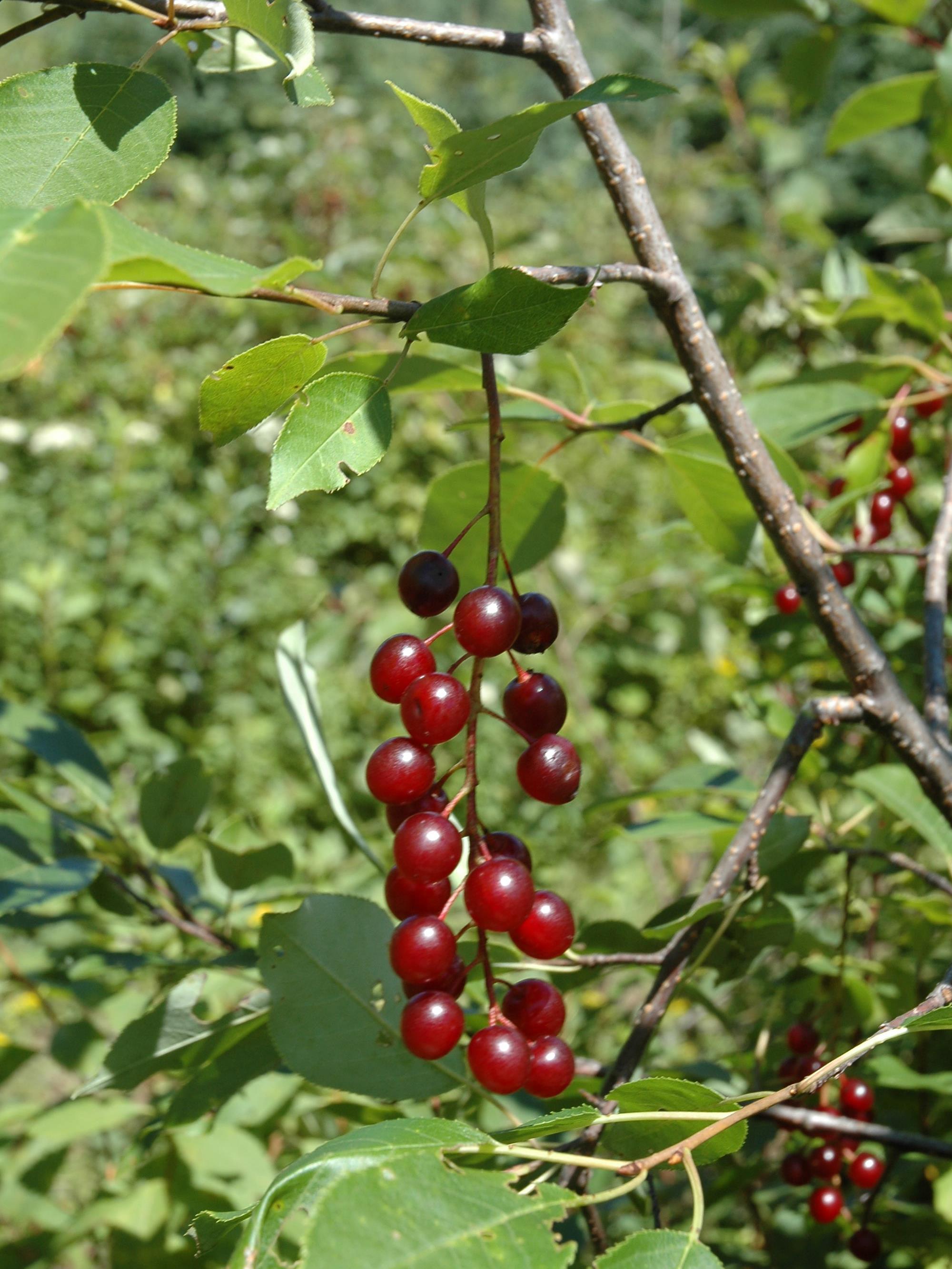 Cerisier Virginie(Prunus virginiana)_2