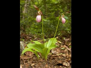 Cypripède acaule(Cypripedium acaule)_1