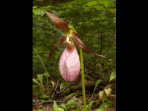 Cypripède acaule(Cypripedium acaule)_2