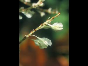 Renouée Japon (Reynoutria japonica)_3