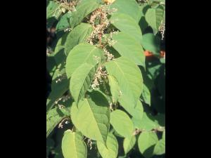 Renouée Japon (Reynoutria japonica)_4