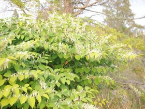 Renouée Japon (Reynoutria japonica)_14